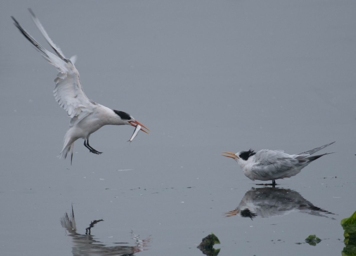 Shared Business Capabilities