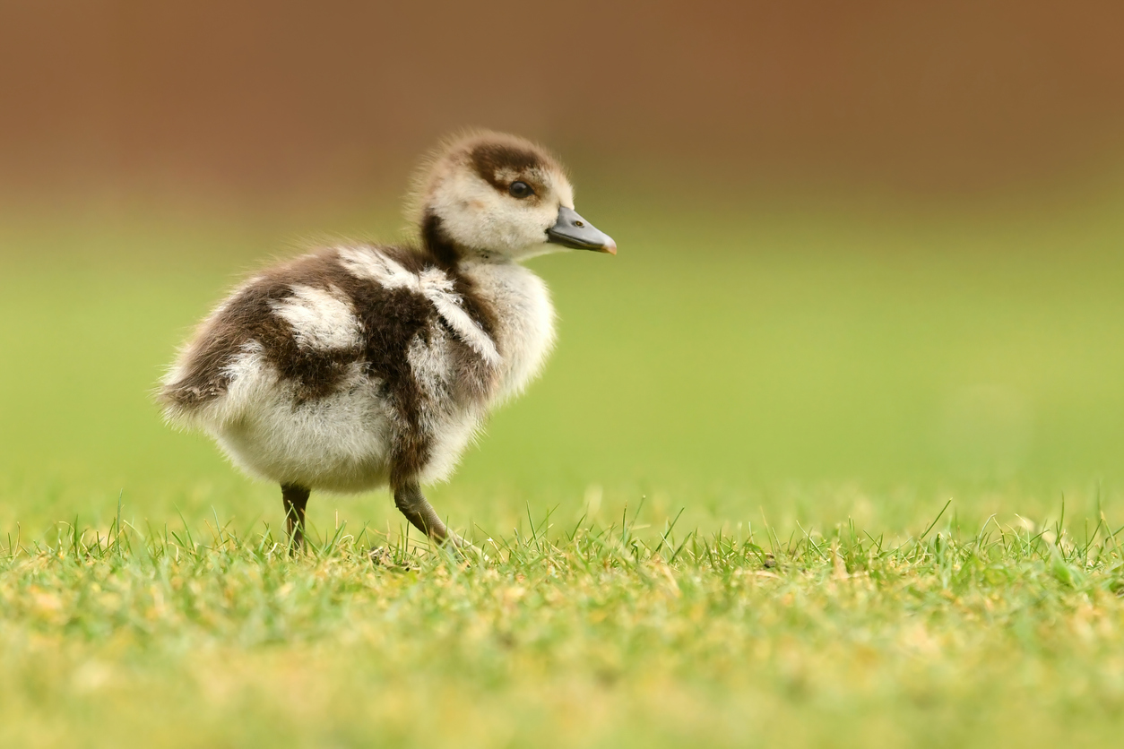 Bootstrapping Flocks